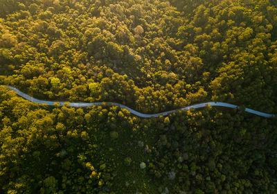 High angle view of trees in forest