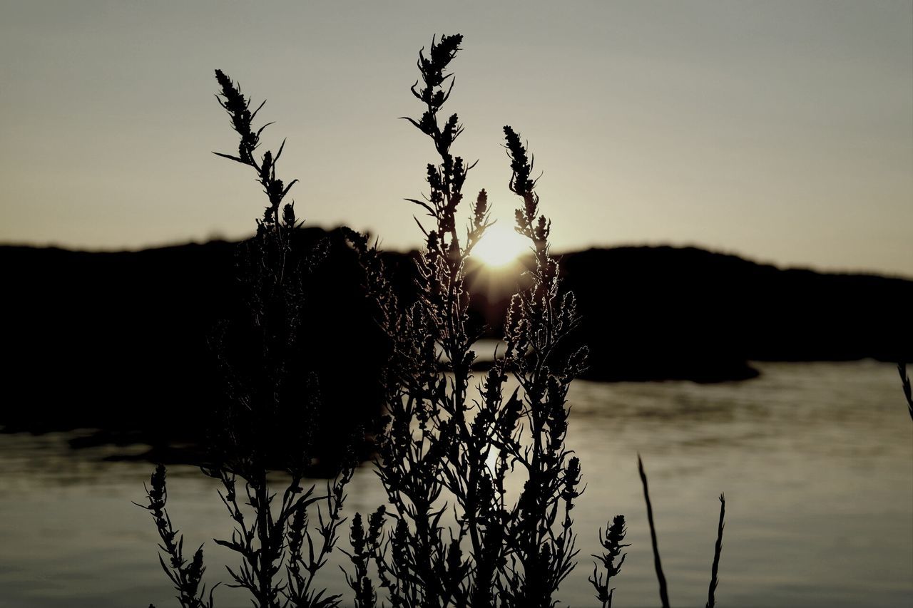 silhouette, water, sunset, tranquility, nature, focus on foreground, sun, clear sky, sky, tranquil scene, beauty in nature, lake, scenics, plant, reflection, close-up, outdoors, sunlight, growth, no people