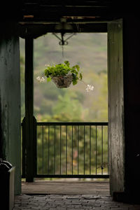 Plants seen through window of building