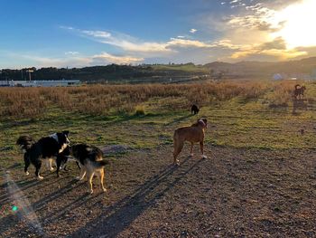 Dogs on field against sky during sunset