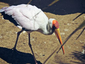 High angle view of a bird on land