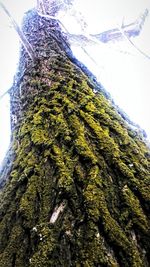 Low angle view of trees