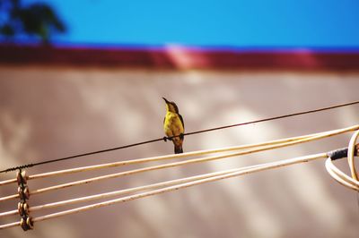 Low angle view of bird perching on cable