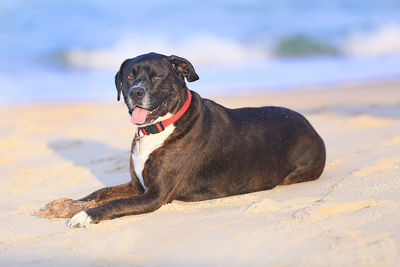 Close-up of a dog on beach