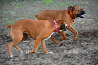 Dog with dogs