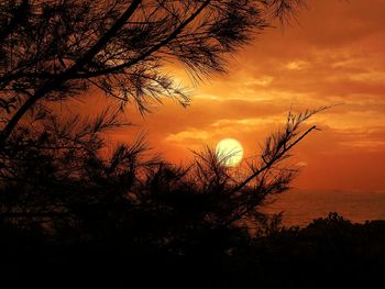 Silhouette of tree at sunset