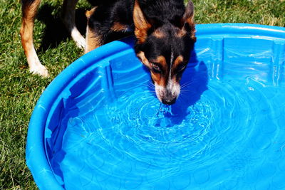 High angle view of dog drinking water from wading pool