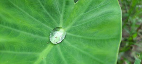 Close-up of water drops on leaf