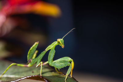 Close-up of insect on leaf