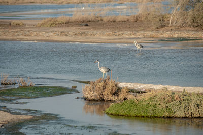 Flamingoes in ras al khor wildlife sanctuary, ramsar site, flamingo hide2, dubai, uae