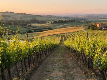 Scenic view of vineyard against sky during sunset