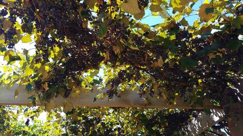 Low angle view of tree against sky