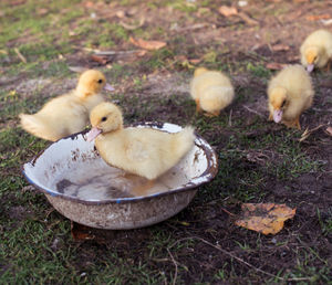 High angle view of ducklings on field