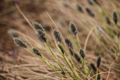 A beautiful cotton grass in a swamp in early spring