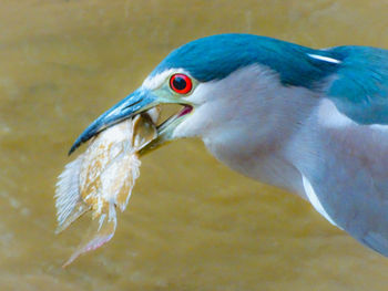 Close-up of a bird