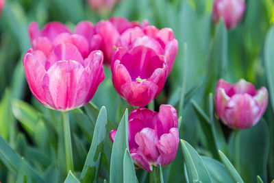 Close-up of pink tulips