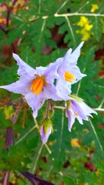 Close-up of flowers blooming outdoors