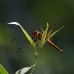 Close-up of damselfly on leaf