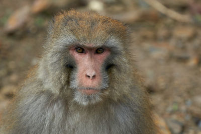 Close-up portrait of a monkey