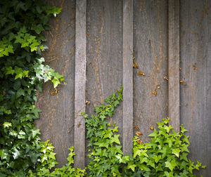 Ivy growing on wooden wall creates a frame with room for text
