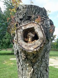 View of tree trunk