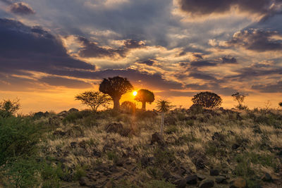 Plants growing on land against sky during sunset