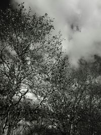 Low angle view of trees against sky