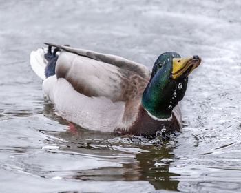 Duck swimming in a lake