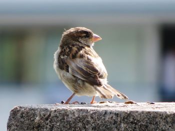 Close-up of bird perching on wall