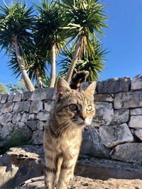 Cat lying on the wall