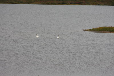 View of birds swimming in lake