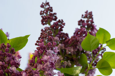 Close-up of fresh flowers against clear sky