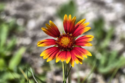 Close-up of yellow flower