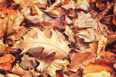 Beautiful close up of oak leaf with colorful yellow red dry autumn fall leaves on background