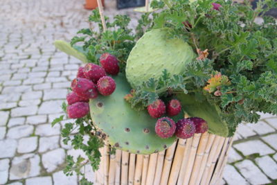 Close-up of berries growing on plant