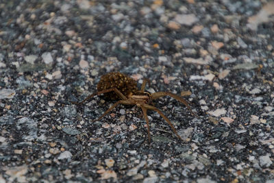 Close-up of spider on ground