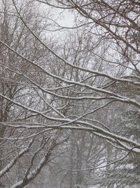 Low angle view of bare trees during winter