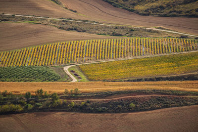 Scenic view of agricultural field