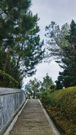 Walkway amidst trees against sky