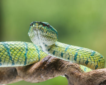 Close-up of snake