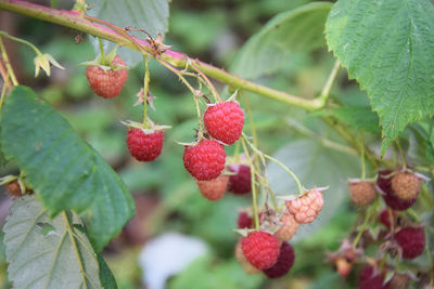 Organic raspberries in the garden