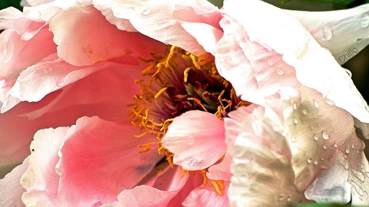 freshness, flower, petal, fragility, close-up, flower head, beauty in nature, growth, nature, pink color, rose - flower, natural pattern, leaf, single flower, plant, full frame, high angle view, backgrounds, leaf vein, season