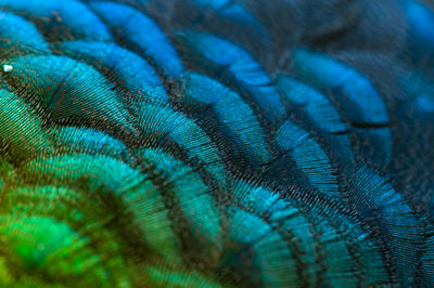 Close-up of peacock