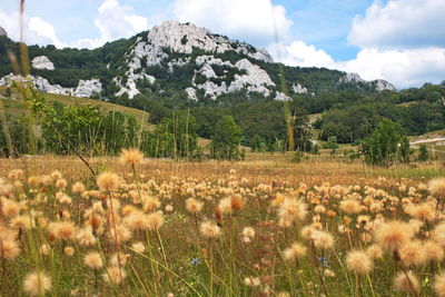 Scenic view of field against sky