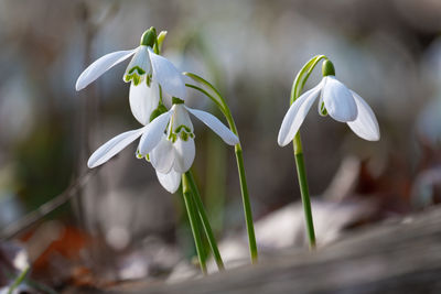 Close-up of white flowering plant