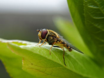 Close-up of insect on leaf