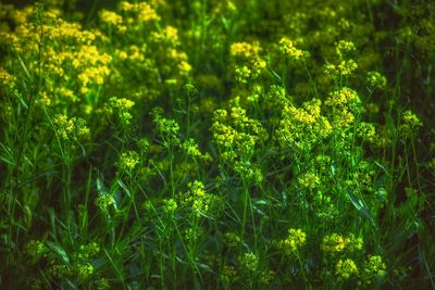 Full frame shot of yellow plants on land