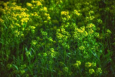 Full frame shot of plants growing on field