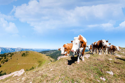 View of cows on landscape