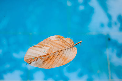 Close-up of dry leaf floating on water